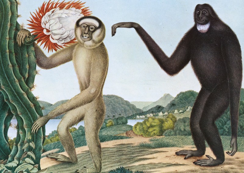 Baston - Primates