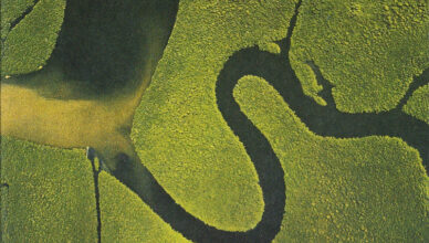 The Serpents Egg MEA